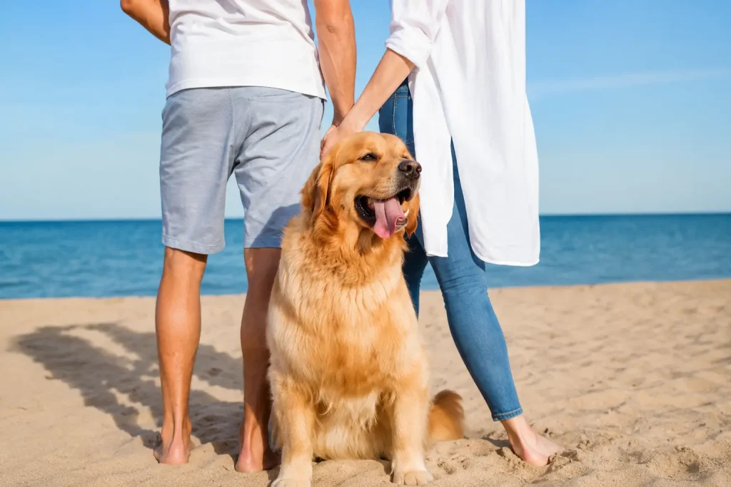 Can You Bring Your Dog to Emerald Isle NC Beaches?